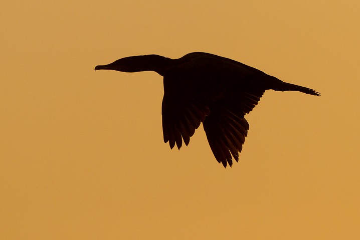 Sonnenaufgang Ohrenscharbe Phalacrocorax auritus Double-Crested Cormorant